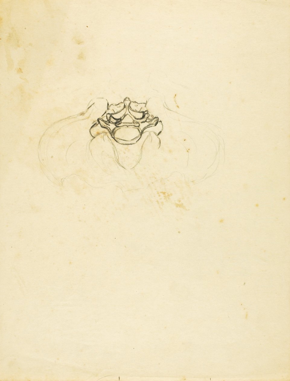 Pélvis de Solon H. Borglum