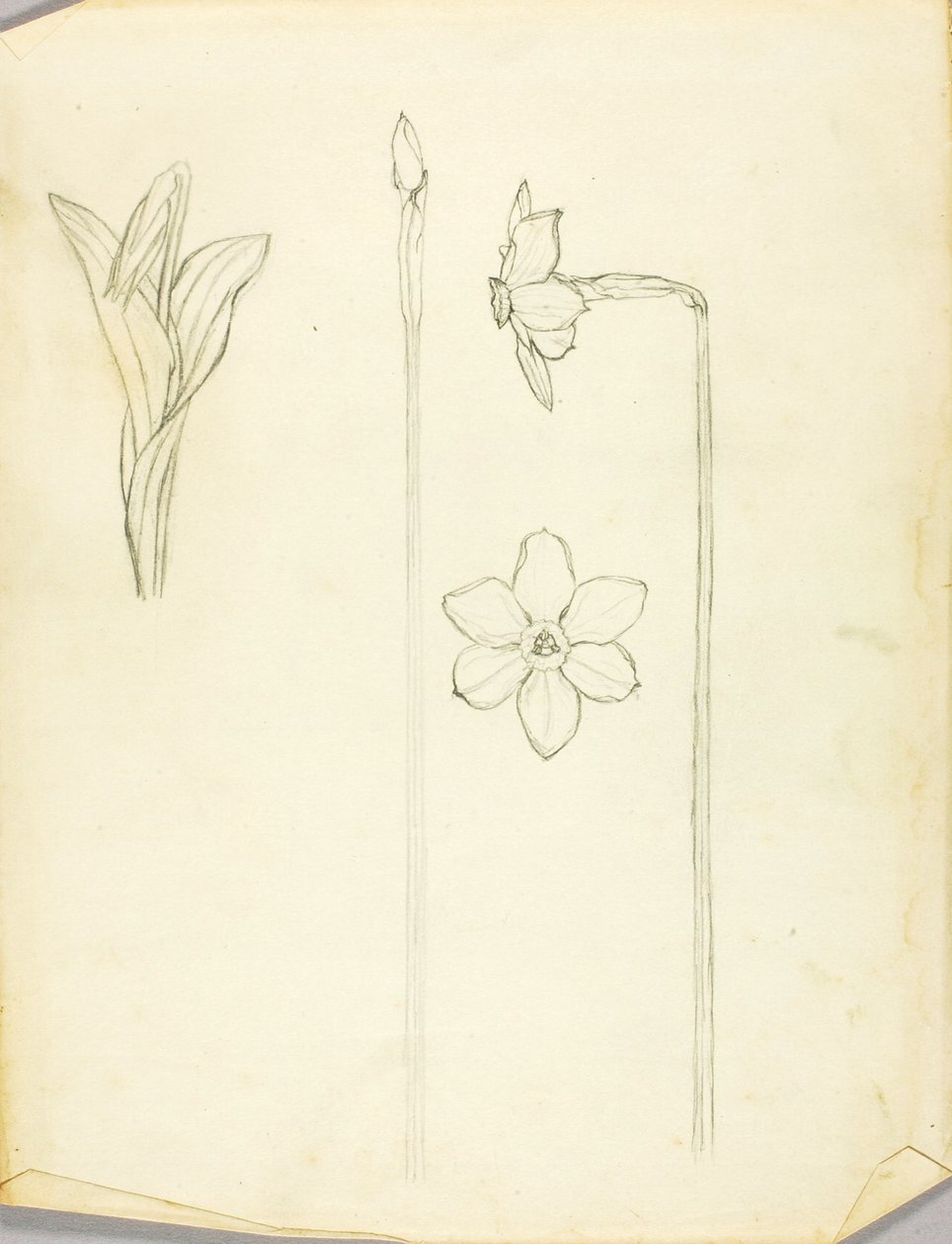 Estudo de plantas de Solon H. Borglum