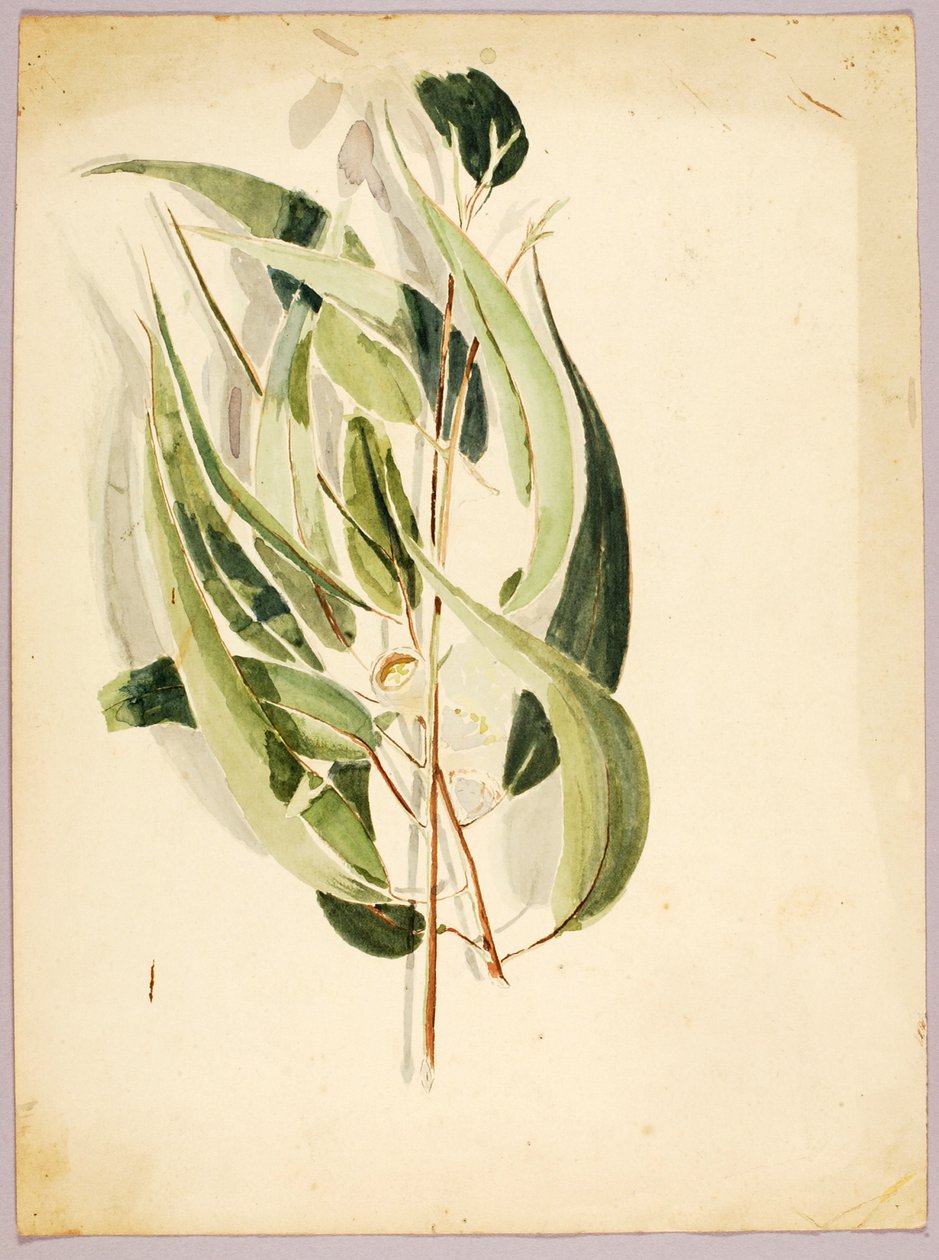 Estudo de plantas, final do século 19 e início do século 20. de Solon H. Borglum
