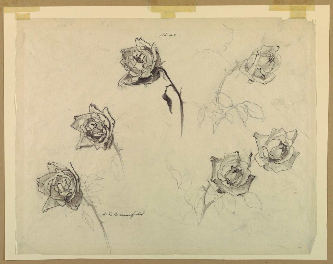 Estudos de rosas de Sophia L. Crownfield