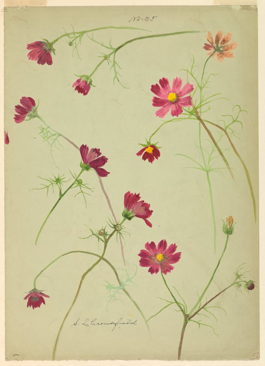 Desenho, Estudos: Cosmos, finais do século XIX de Sophia L. Crownfield