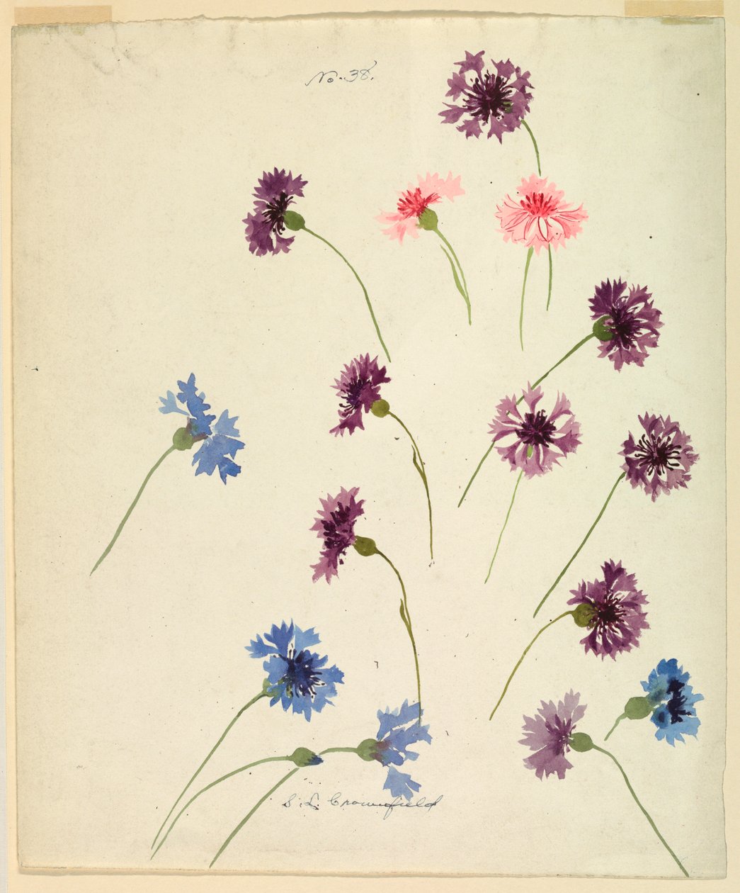 Desenho, Estudo: Flores de milho, finais do século XIX de Sophia L. Crownfield