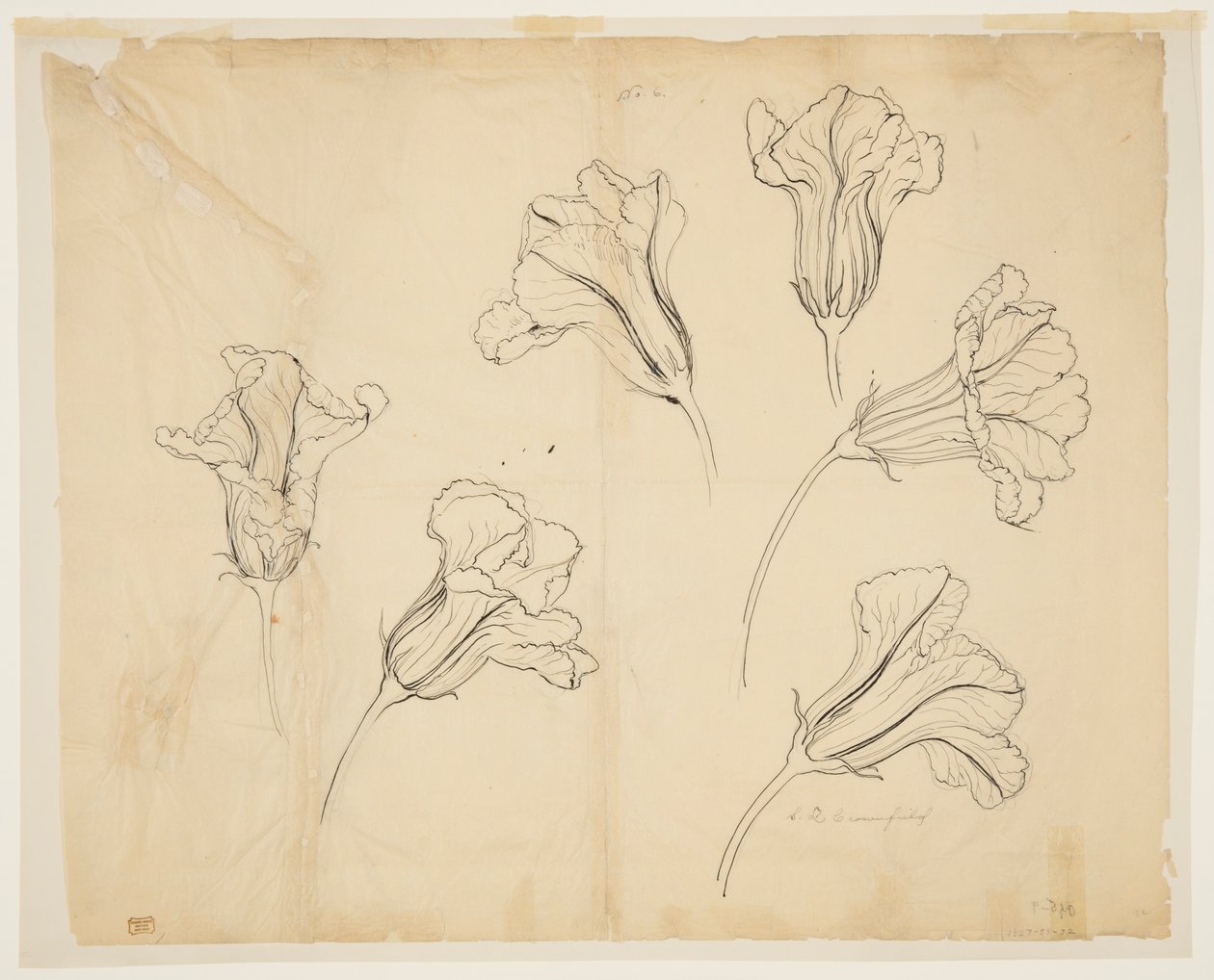 Estudos de Abóboras ou Flores de Abóbora de Sophia L. Crownfield