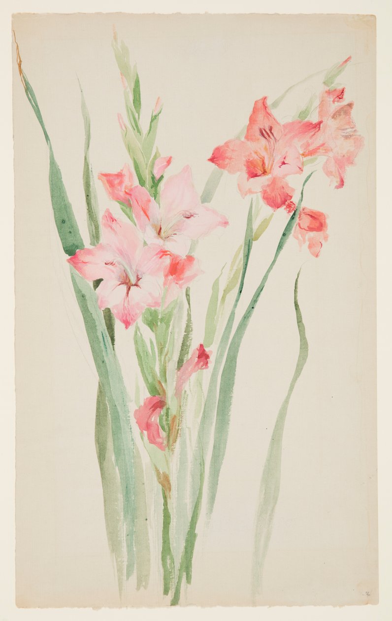 Estudo de Amarílis de Sophia L. Crownfield