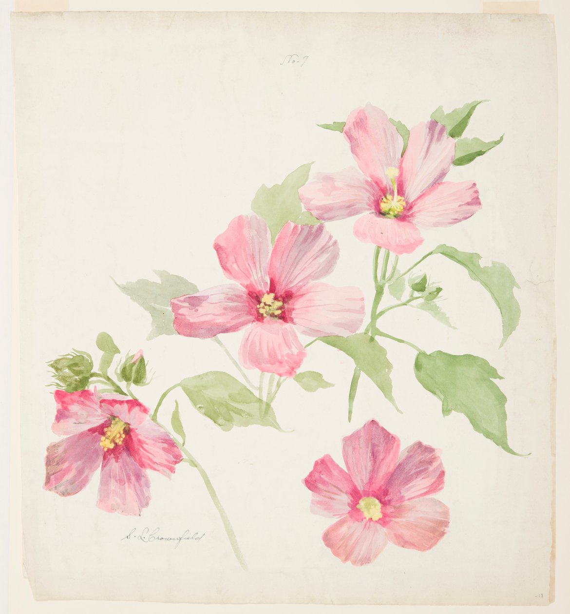 Estudo de Malva de Sophia L. Crownfield