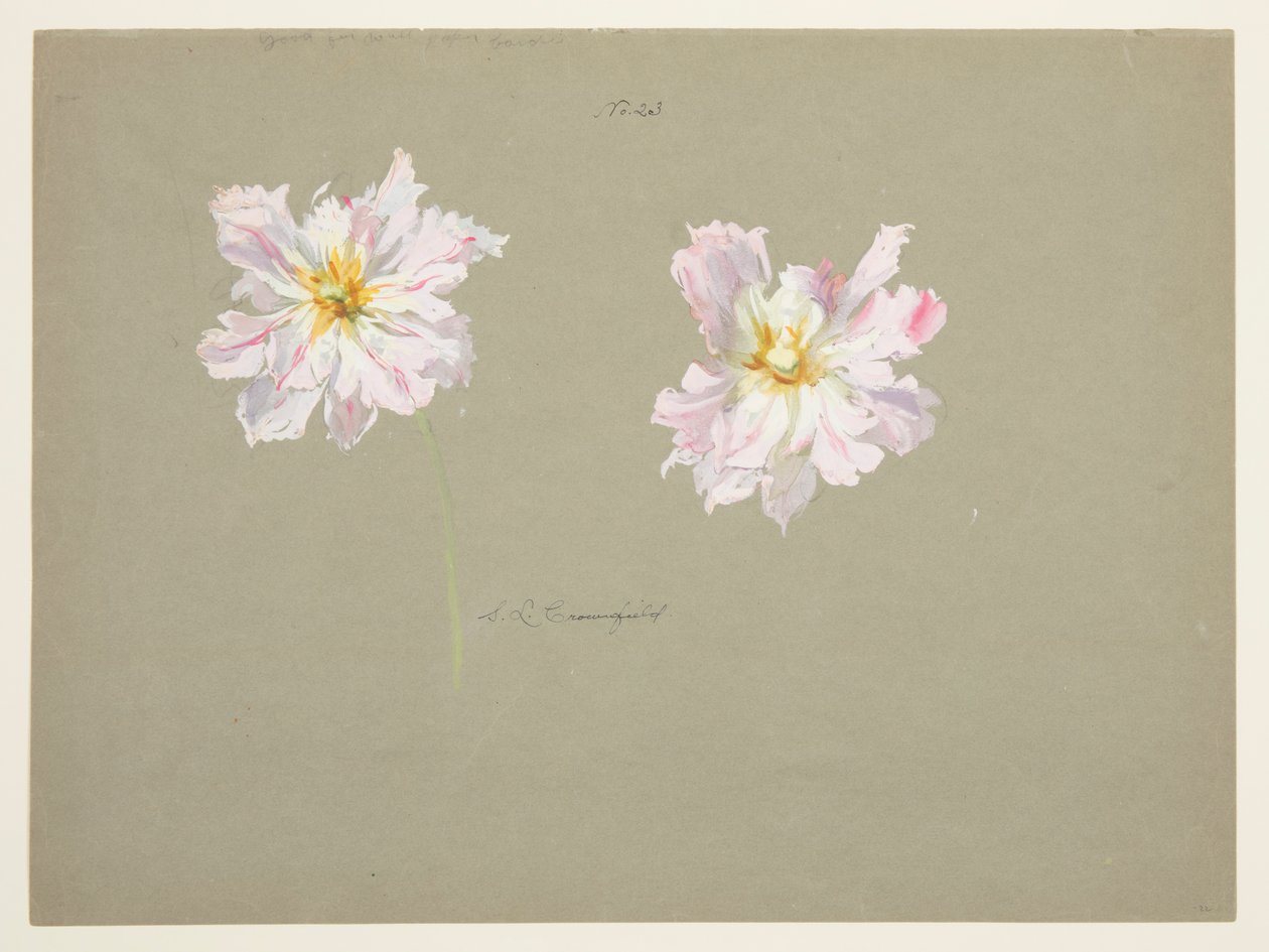 Estudo de peônias rosa pálido de Sophia L. Crownfield