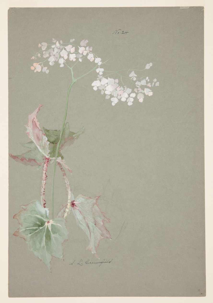 Estudo da Begônia Rosa de Sophia L. Crownfield