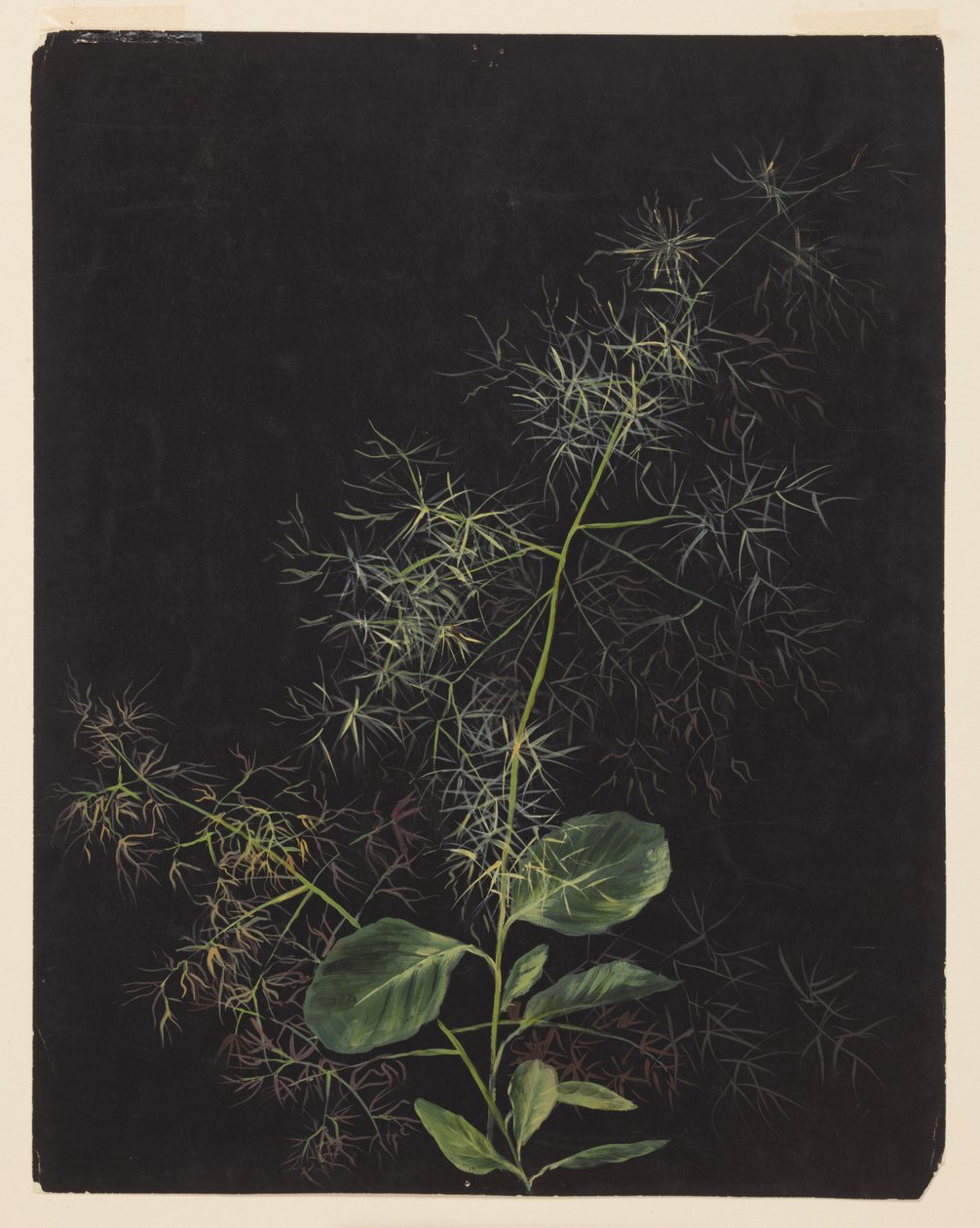 Estudo da planta, possivelmente capim tufado de Sophia L. Crownfield
