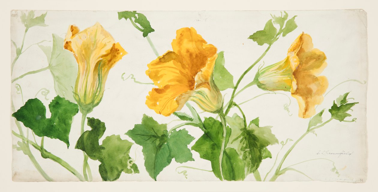 Estudo de plantas de abóbora ou abóbora de Sophia L. Crownfield