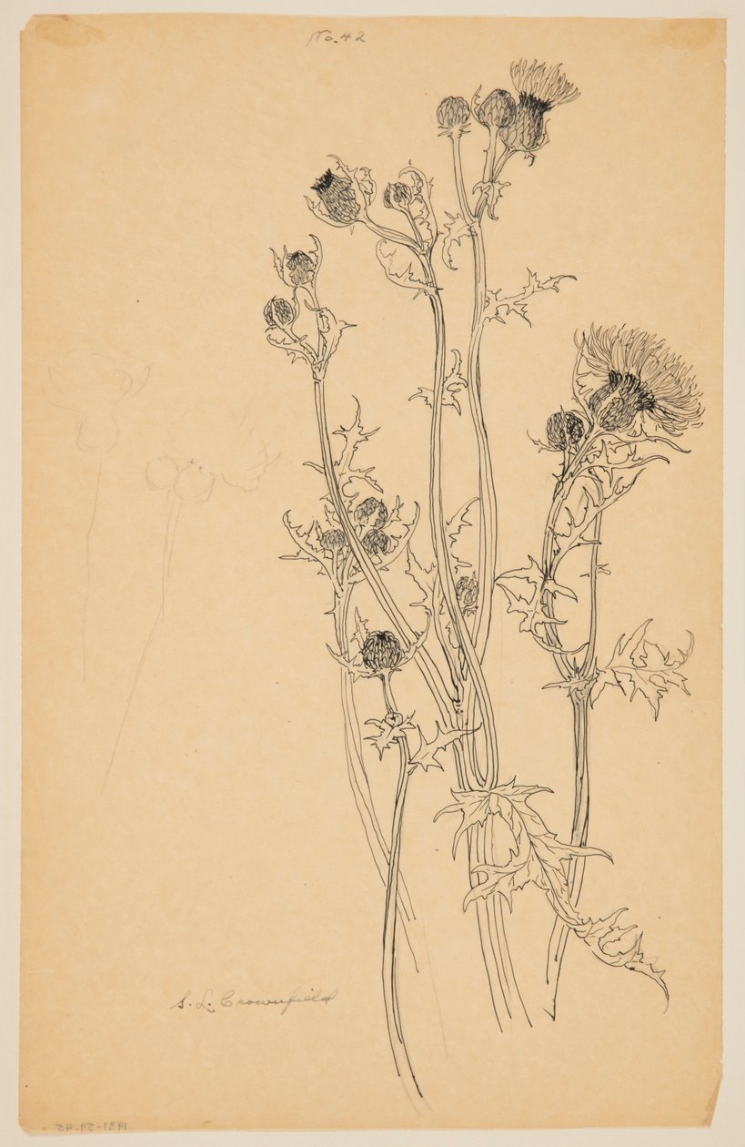 Estudo de plantas de cardo de Sophia L. Crownfield