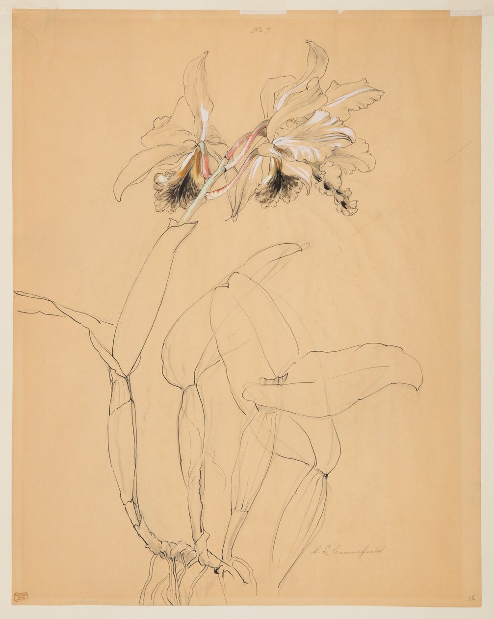 Estudo de uma orquídea de Sophia L. Crownfield