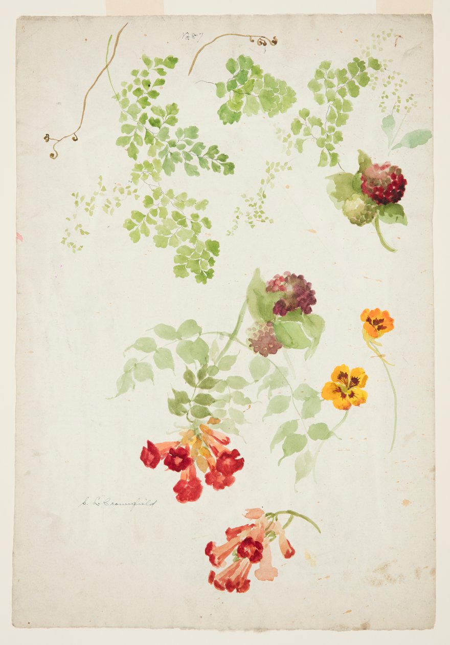 Stuy of Maidenhair Fern, Trompet Vine e Chagas de Sophia L. Crownfield