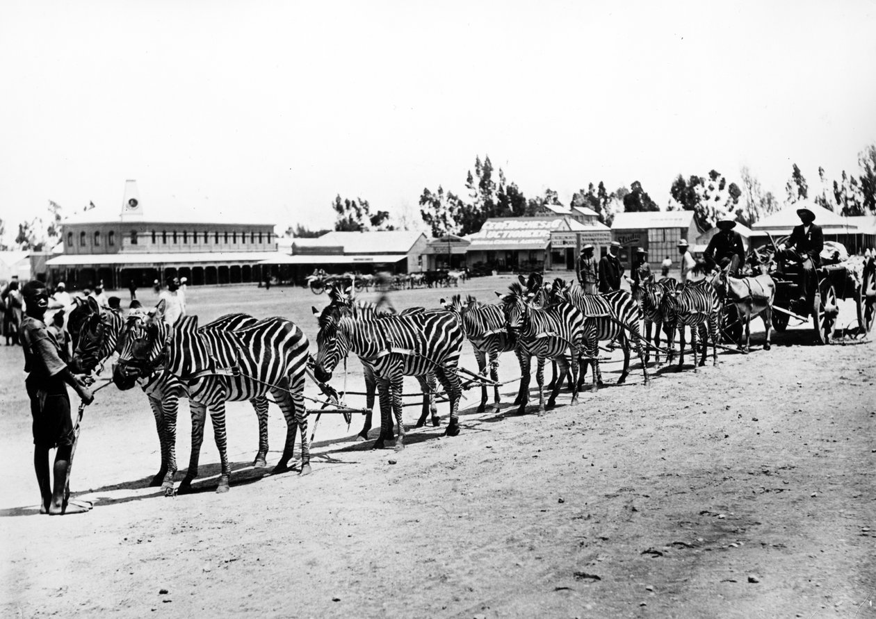 Carrinho Desenhado por Zebra, c.1890 de South African Photographer