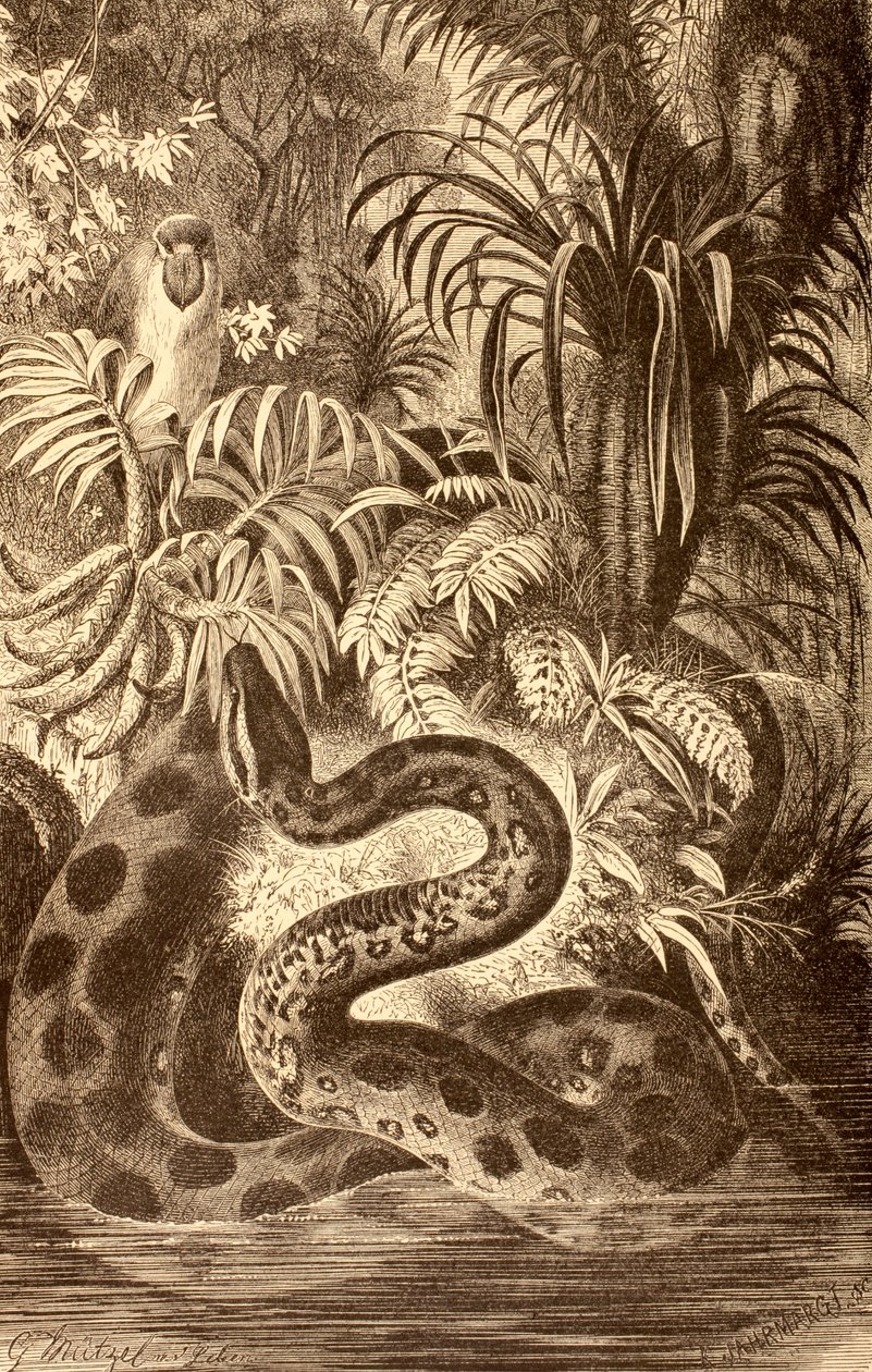 Anaconda à procura de presas, de &39;La Vida de los Animales&39;, publicada na Espanha c.1885 de Spanish School