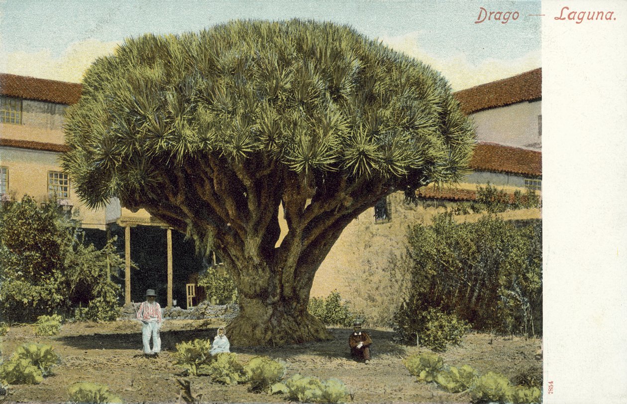 Dragoeiro (fotografia a cores) de Spanish Photographer
