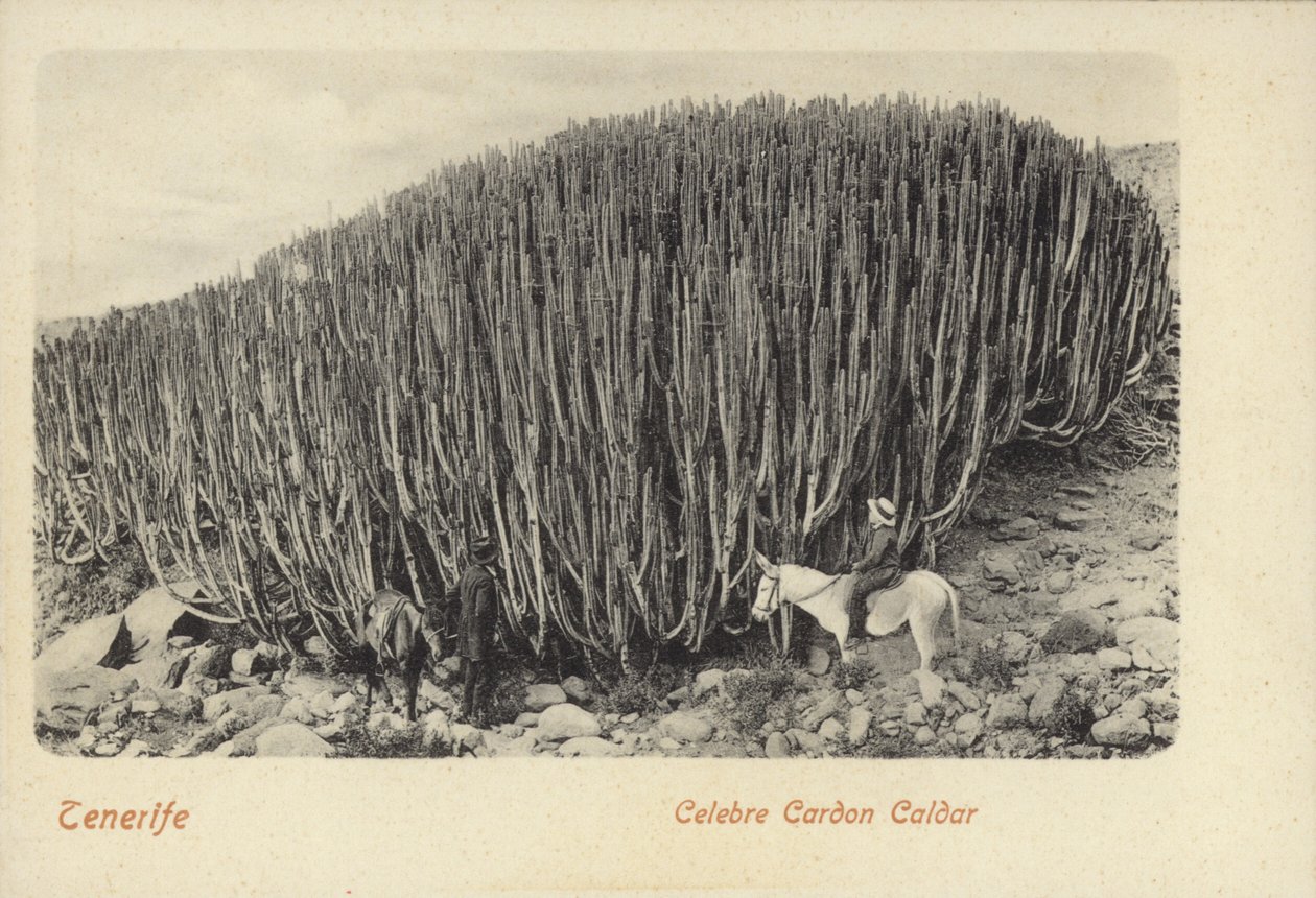 Homens a ver os famosos cactos em Cardon, Tenerife (fotografia a preto e branco) de Spanish Photographer