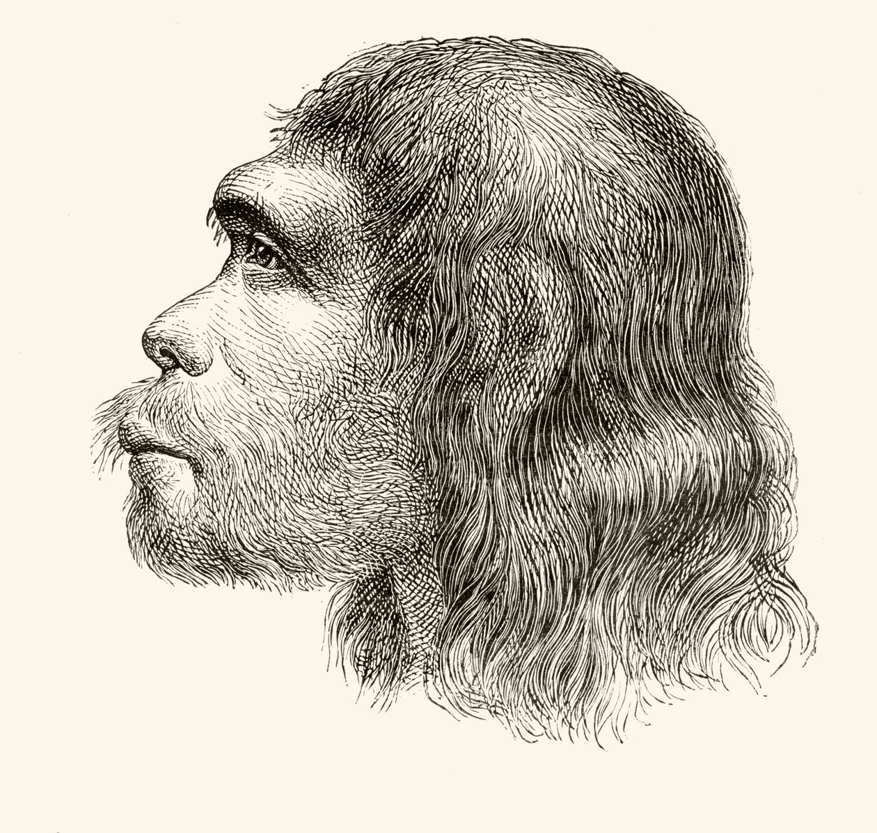 Chefe de um homem de Neandertal, de &39;Nuestro Siglo&39;, publicado Barcelona, 1883 de Spanish School