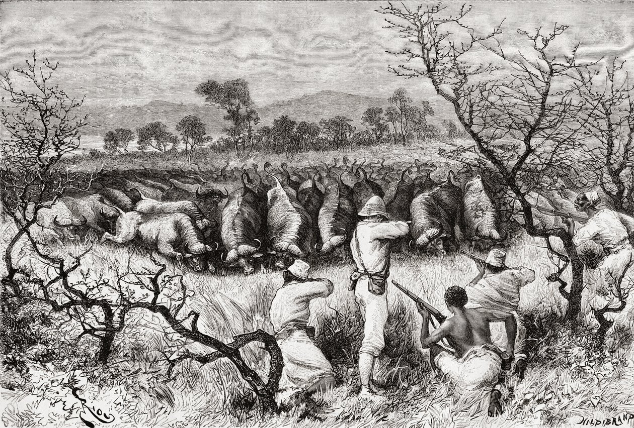 Búfalo caçando na África Central no final do século 19, de &39;Africa Pintoresca&39;, publicado em 1888 de Spanish School
