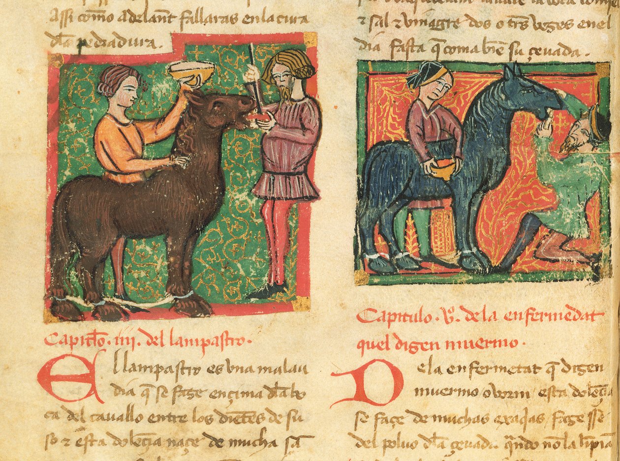 Ms 214 fol.26v Curing glossitis em um cavalo, de Libro de Menescalcia y Albeyteria por Juan Alvarez, c.1390 de Spanish School
