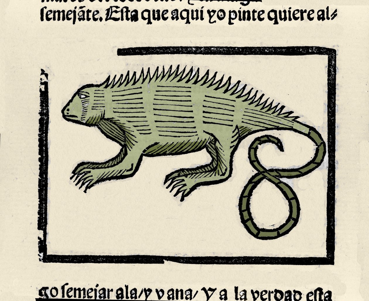 Representação de uma iguana. Gravura do livro "Historia general de las Indias, islas y tierra firme del mar oceano" de Gonzalo Fernandez de Oviedo (Gonzalo) ou Fernandez de, ou Hernandez de Oviedo y Valdes (1478-1557) de Spanish School