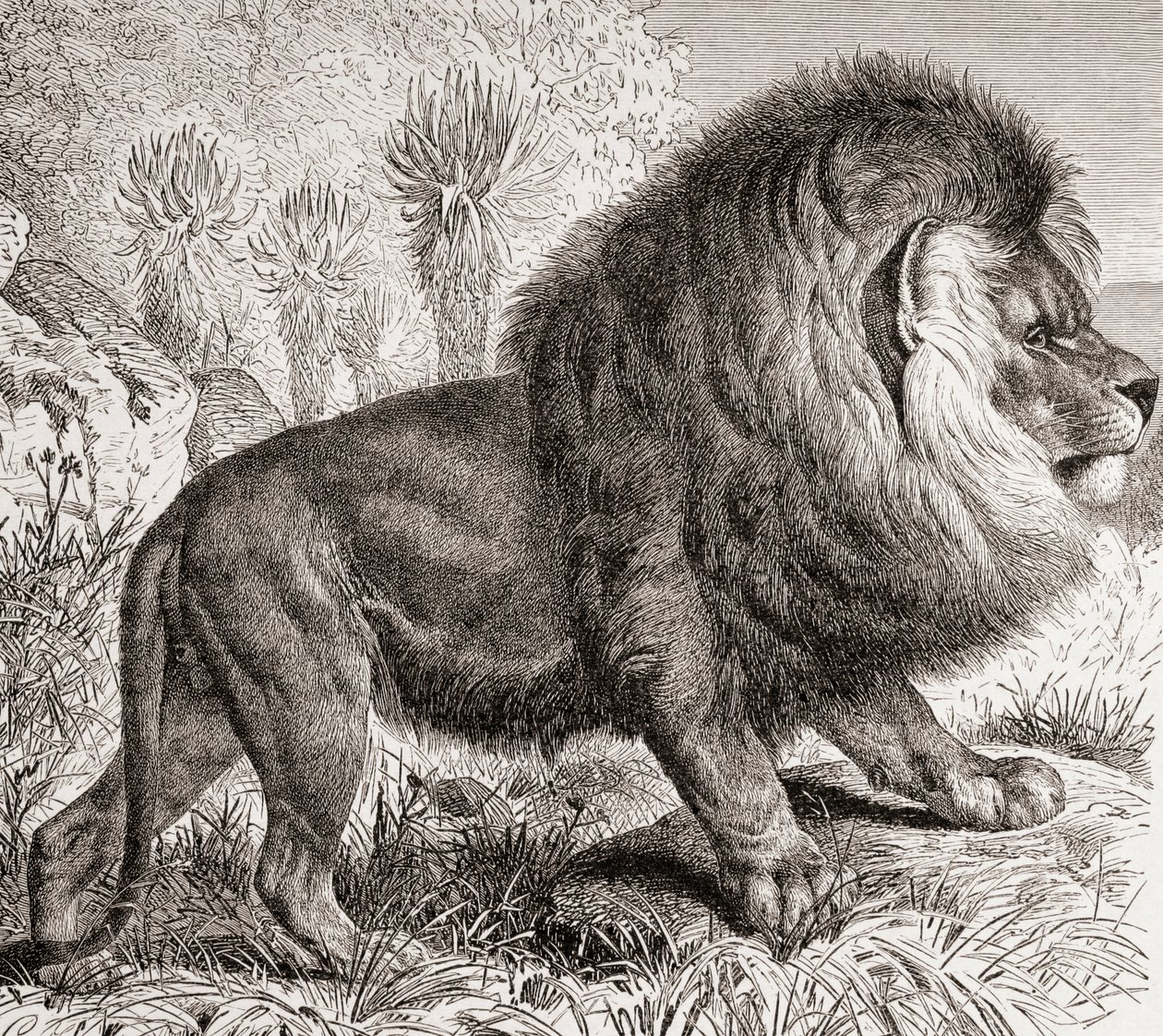 O leão do Cabo, atualmente extinto, de "La Vida de los Animales" pub. c.1885 (gravura) de Spanish School