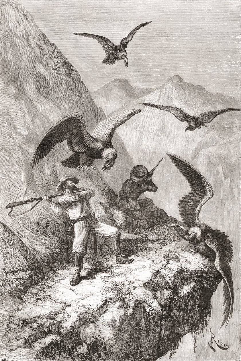 Édouard François André e companheiro sendo atacado por condores perto de Calacali, província de Pichincha, Equador, durante sua expedição de botanização no sopé dos Andes em 1875-76 de Spanish School