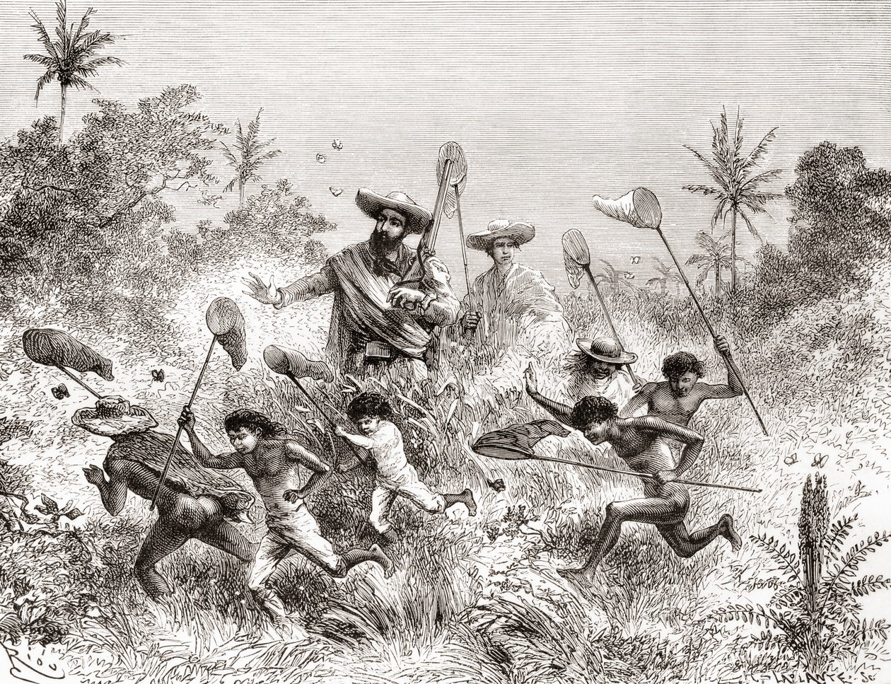 Édouard François André flagra borboletas em Villavicencio, Venezuela durante sua expedição de botanização no sopé dos Andes em 1875-76 de Spanish School