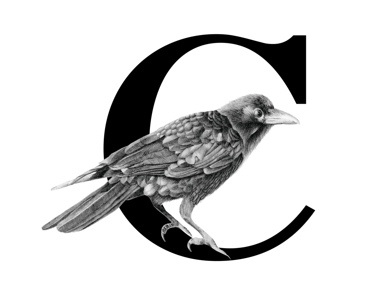 C is for Crow, 2018 (lápis de grafite e digital) de Stacy Hsu