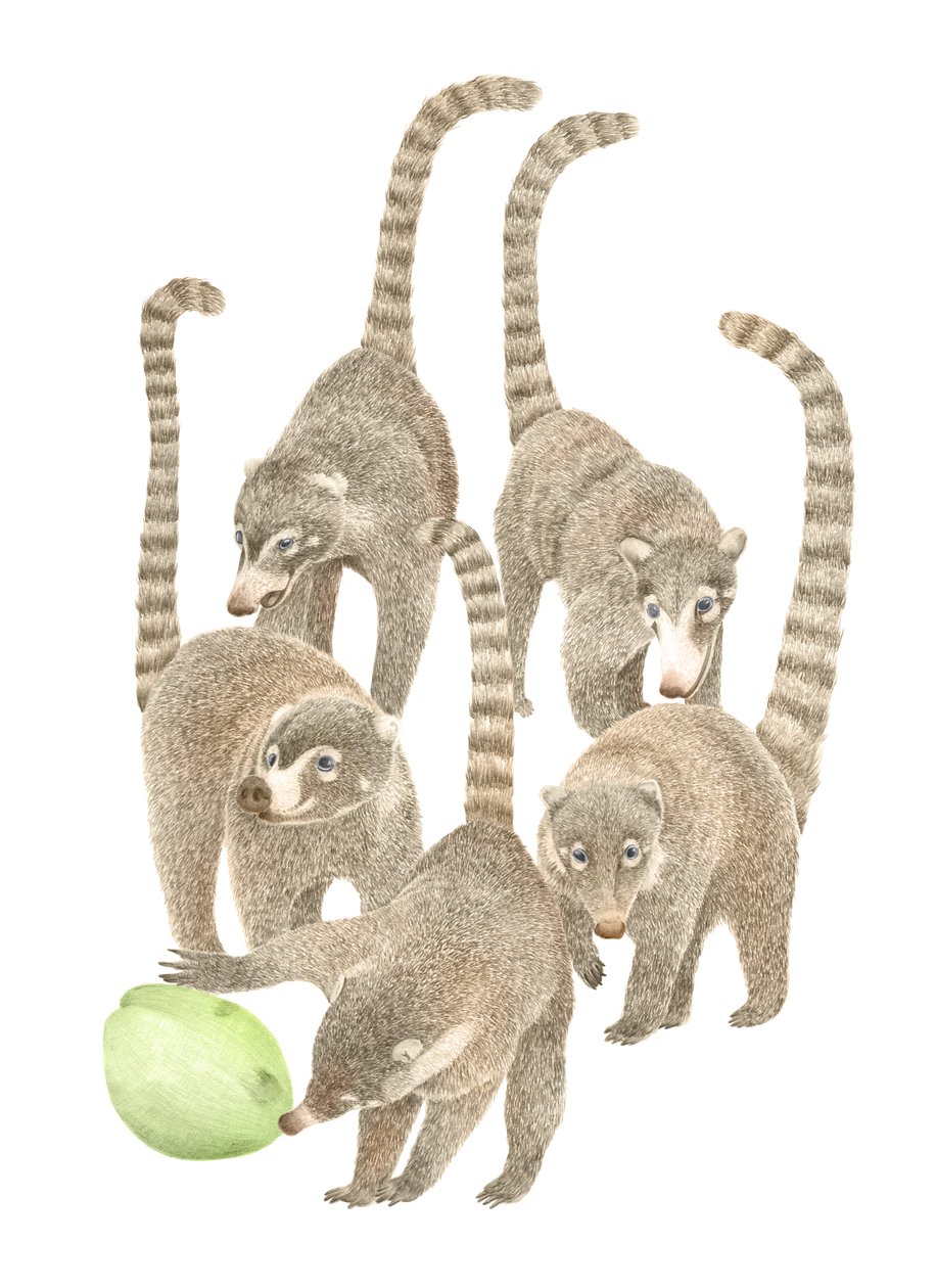 Costa Rica Coatis, 2019 (lápis de grafite e digital) de Stacy Hsu