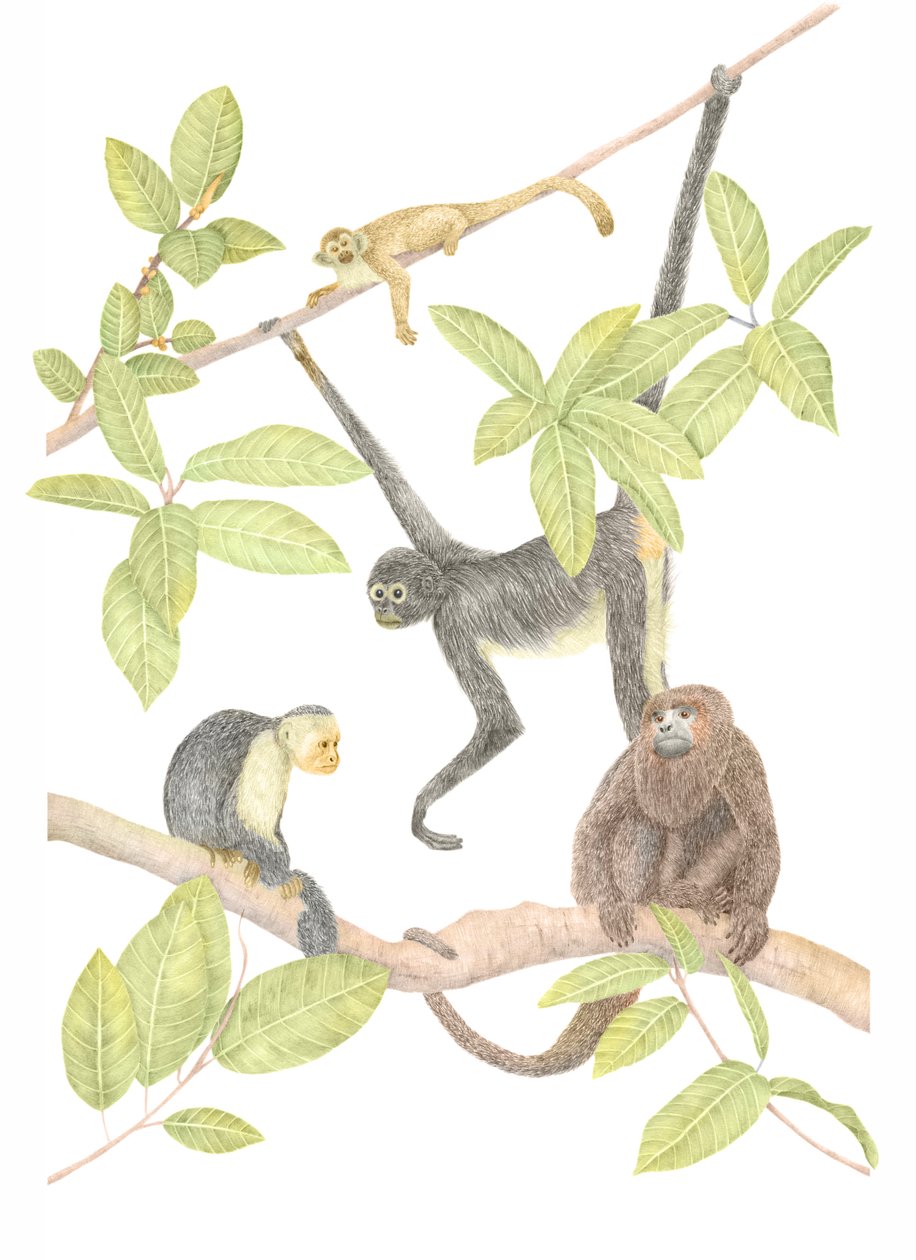 Costa Rica Monkey, 2019 (lápis de grafite e digital) de Stacy Hsu