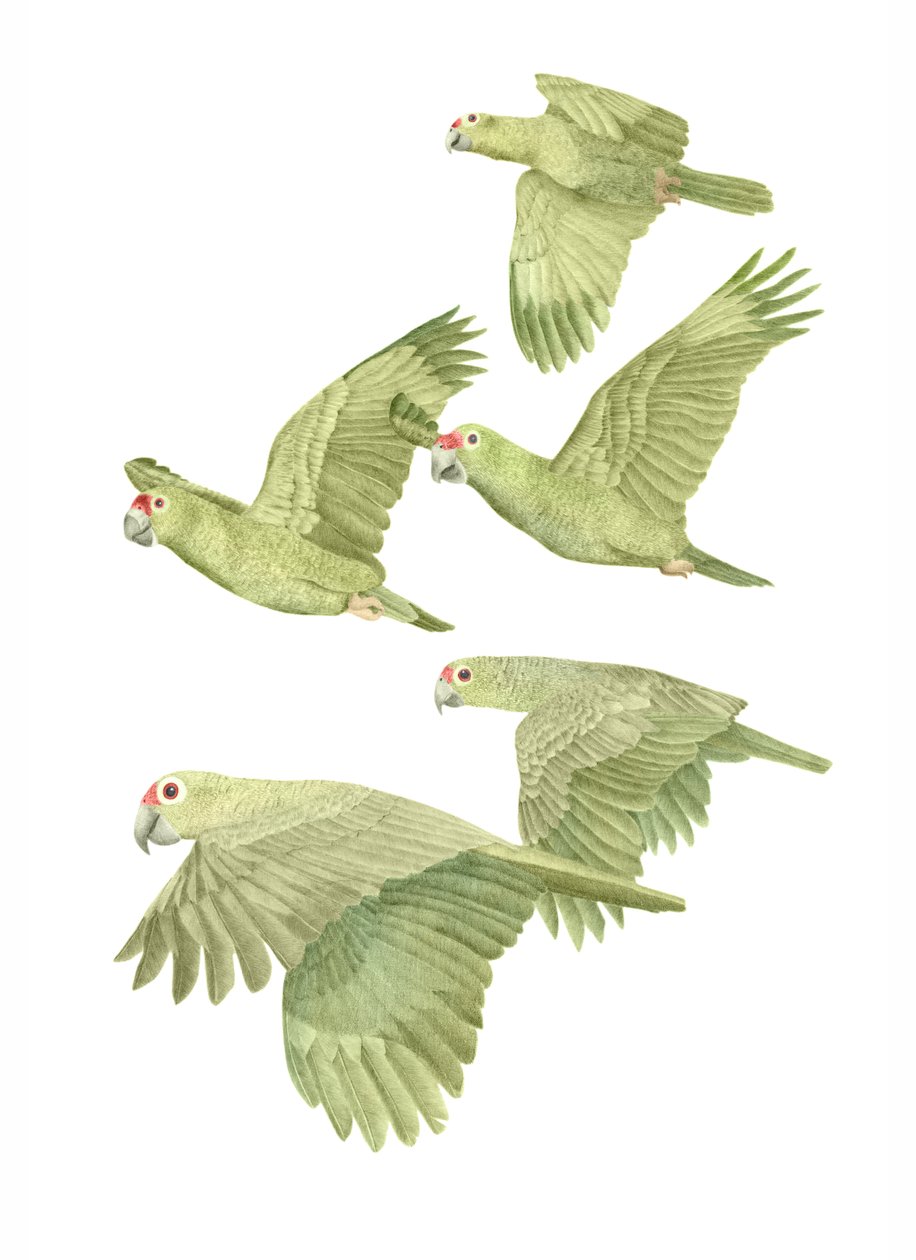 Costa Rica Red Lored Parrots, 2019 (lápis de grafite e digital) de Stacy Hsu