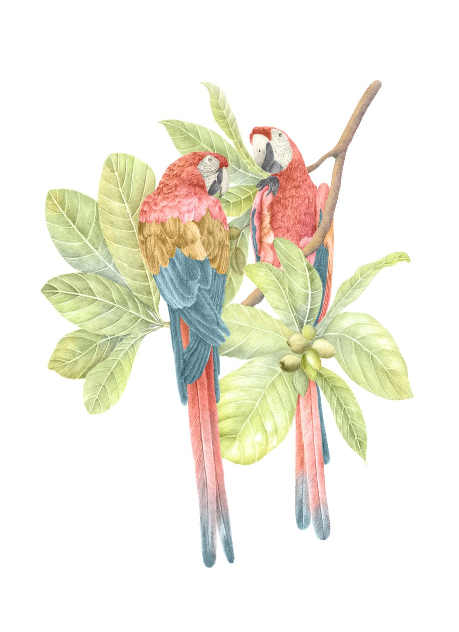 Arara-vermelha da Costa Rica, 2019 (lápis de grafite e digital) de Stacy Hsu