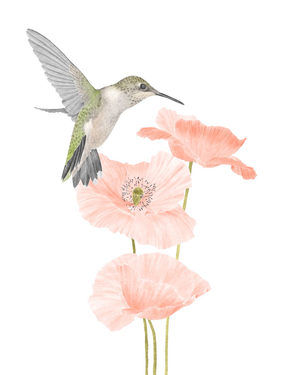 Jardim dos beija-flores, 2020 (lápis de grafite e digital) de Stacy Hsu