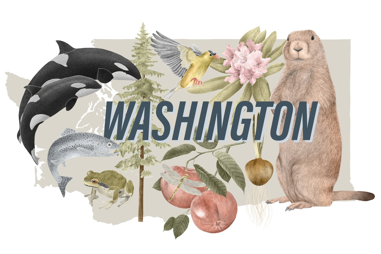 Símbolos do Estado de Washington, 2018 (lápis de grafite e digital) de Stacy Hsu