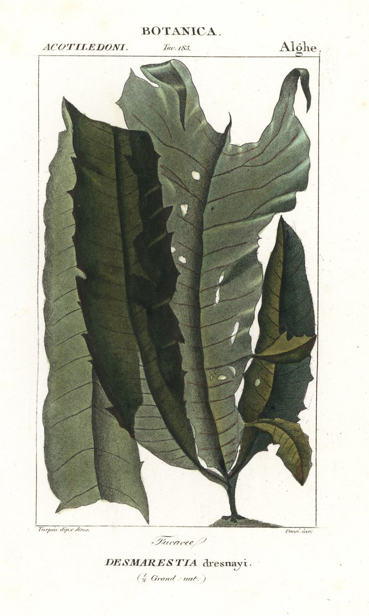 Erva ácida ou cabelo de sereia, Desmarestia dresnayi de Stanghi Stanghi