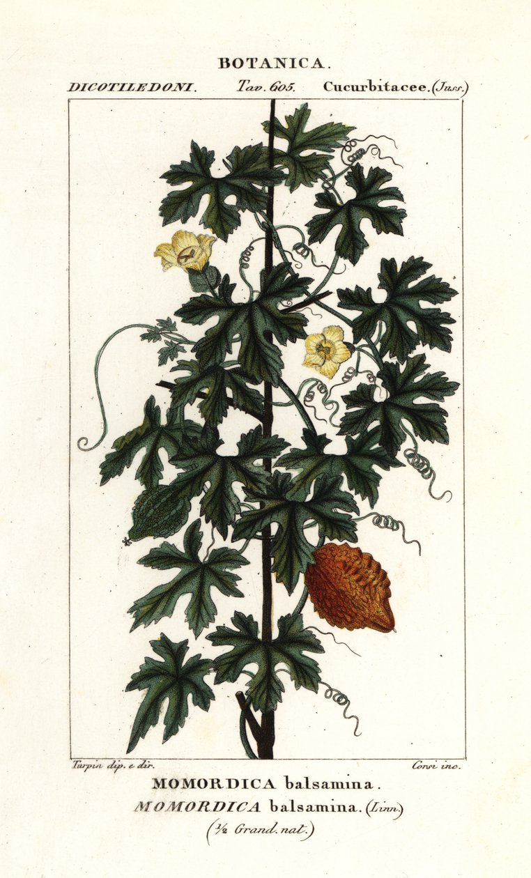 Pepino africano, Momordica bálsamina de Stanghi Stanghi