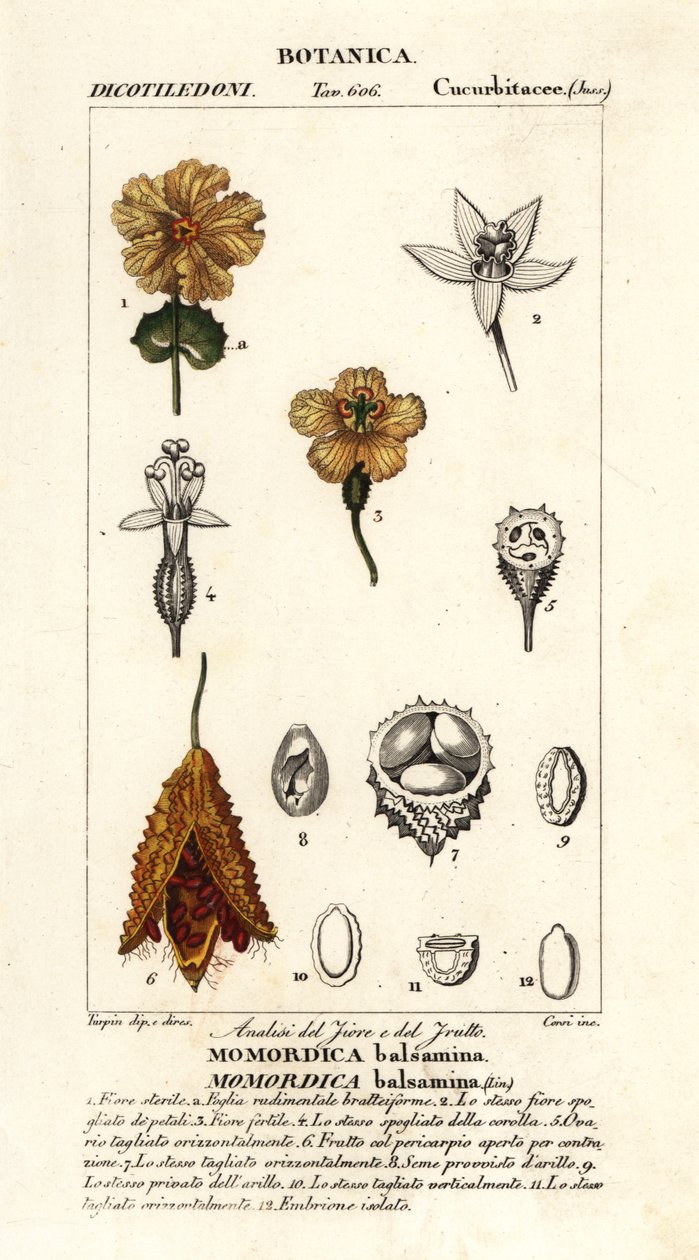 Pepino africano, Momordica bálsamina de Stanghi Stanghi