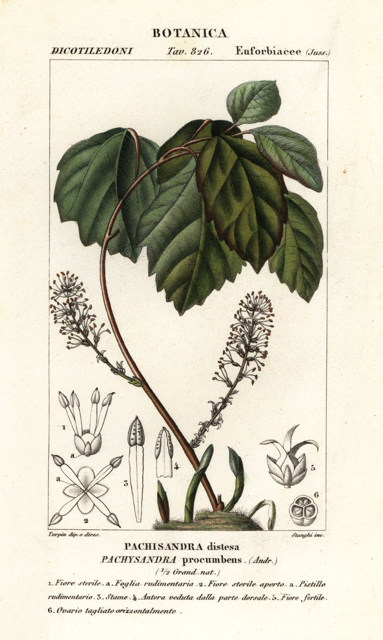 Allegheny spurge, Pachysandra procumbens de Stanghi Stanghi