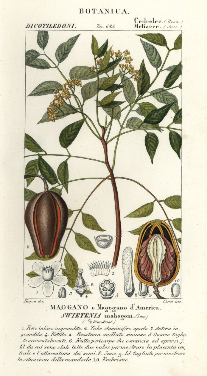 mogno americano, Swietenia mahagoni de Stanghi Stanghi
