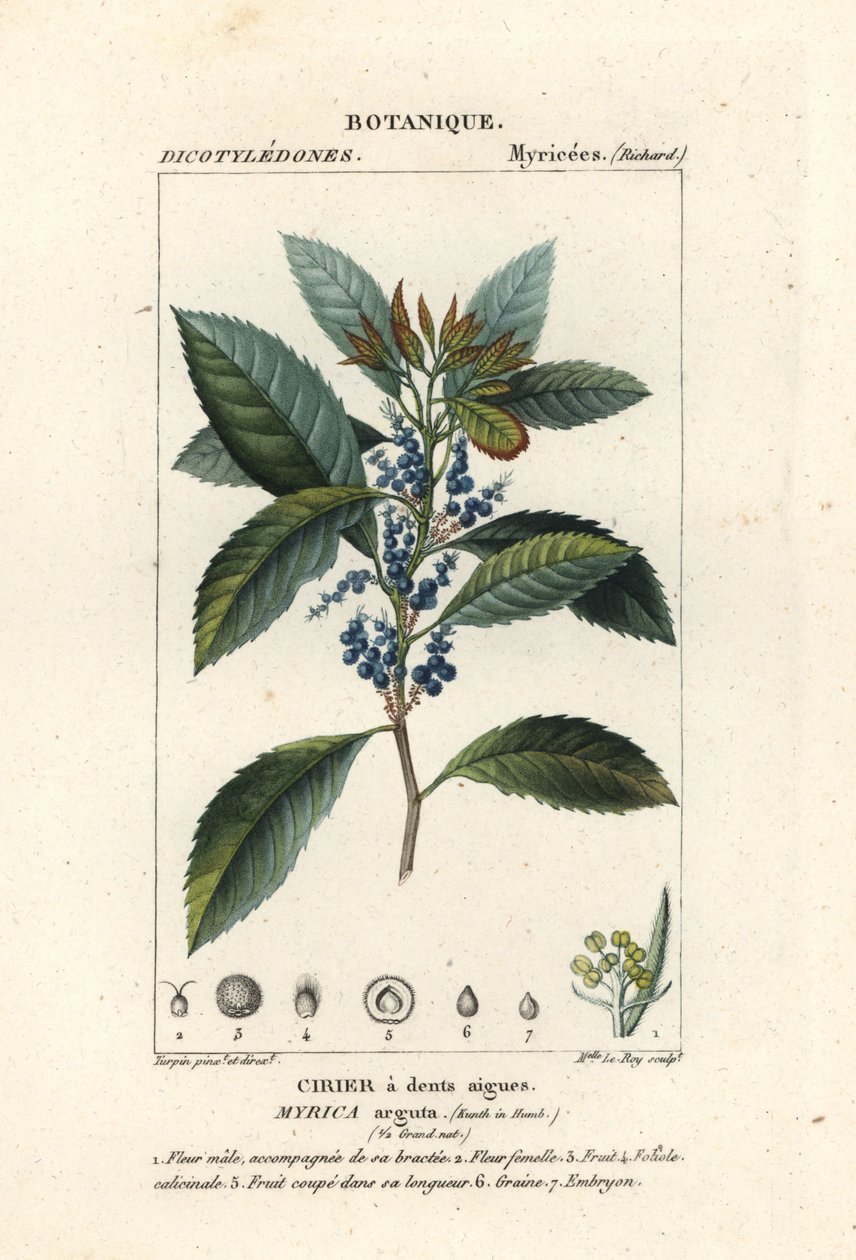 Bayberry, Morella pubescens de Stanghi Stanghi