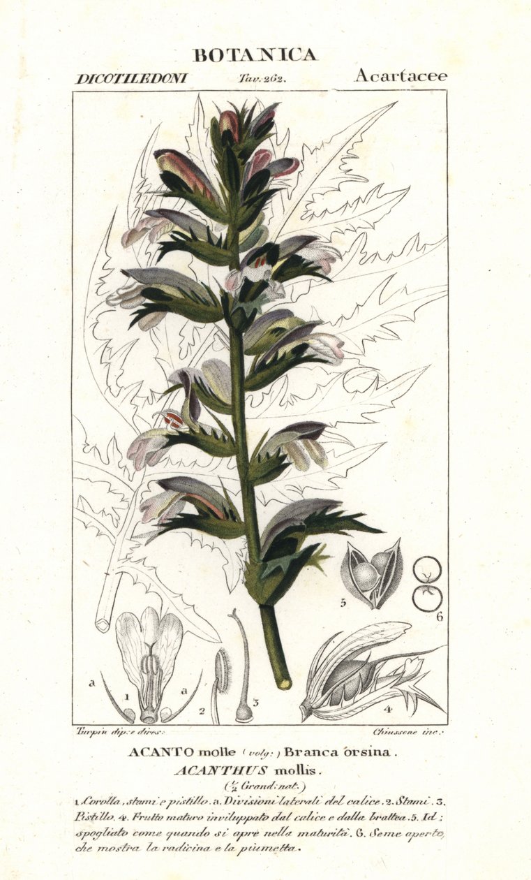Bermudas de urso ou cais do mar, Acanthus mollis de Stanghi Stanghi