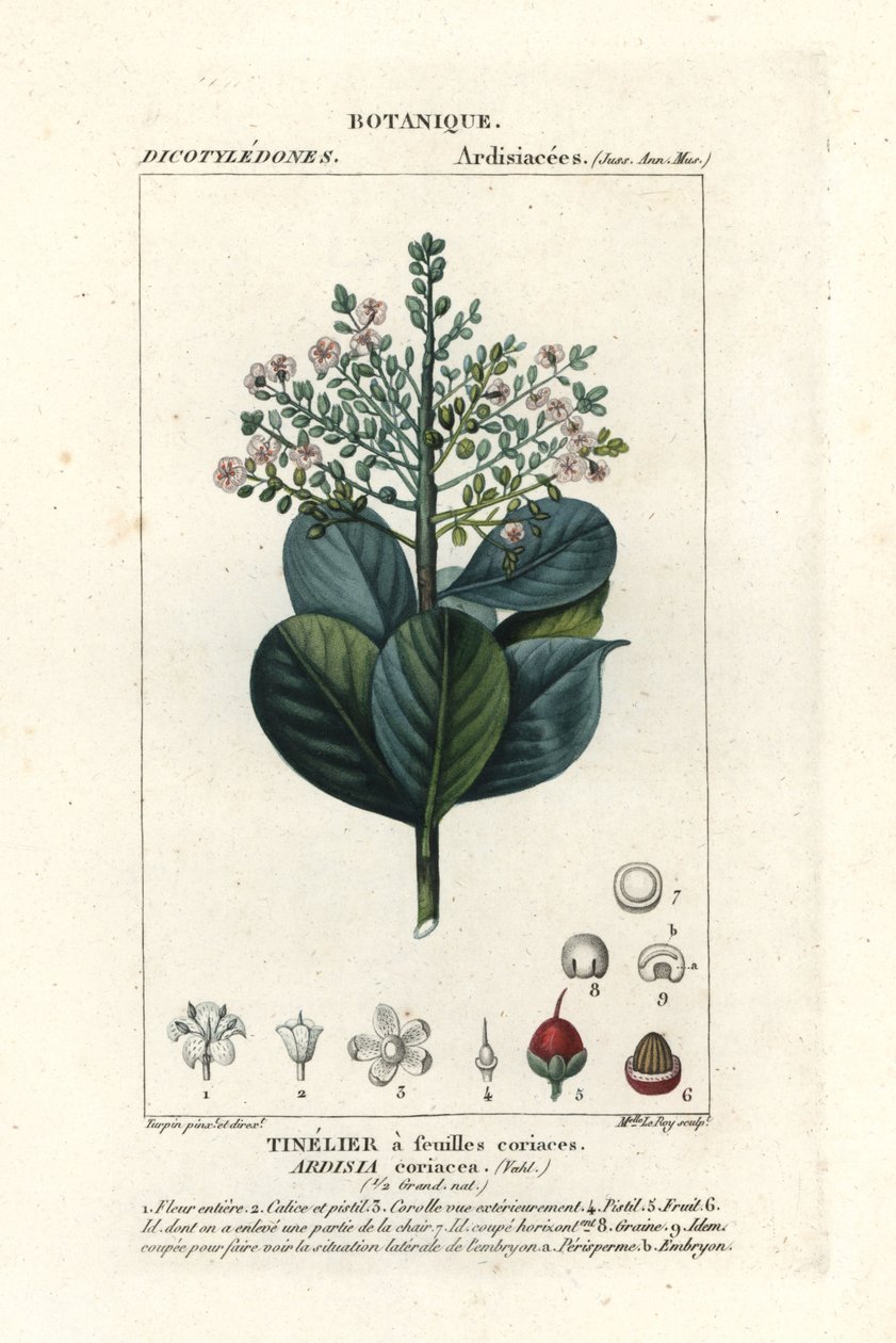 Carne bovina, Ardisia coriacea de Stanghi Stanghi