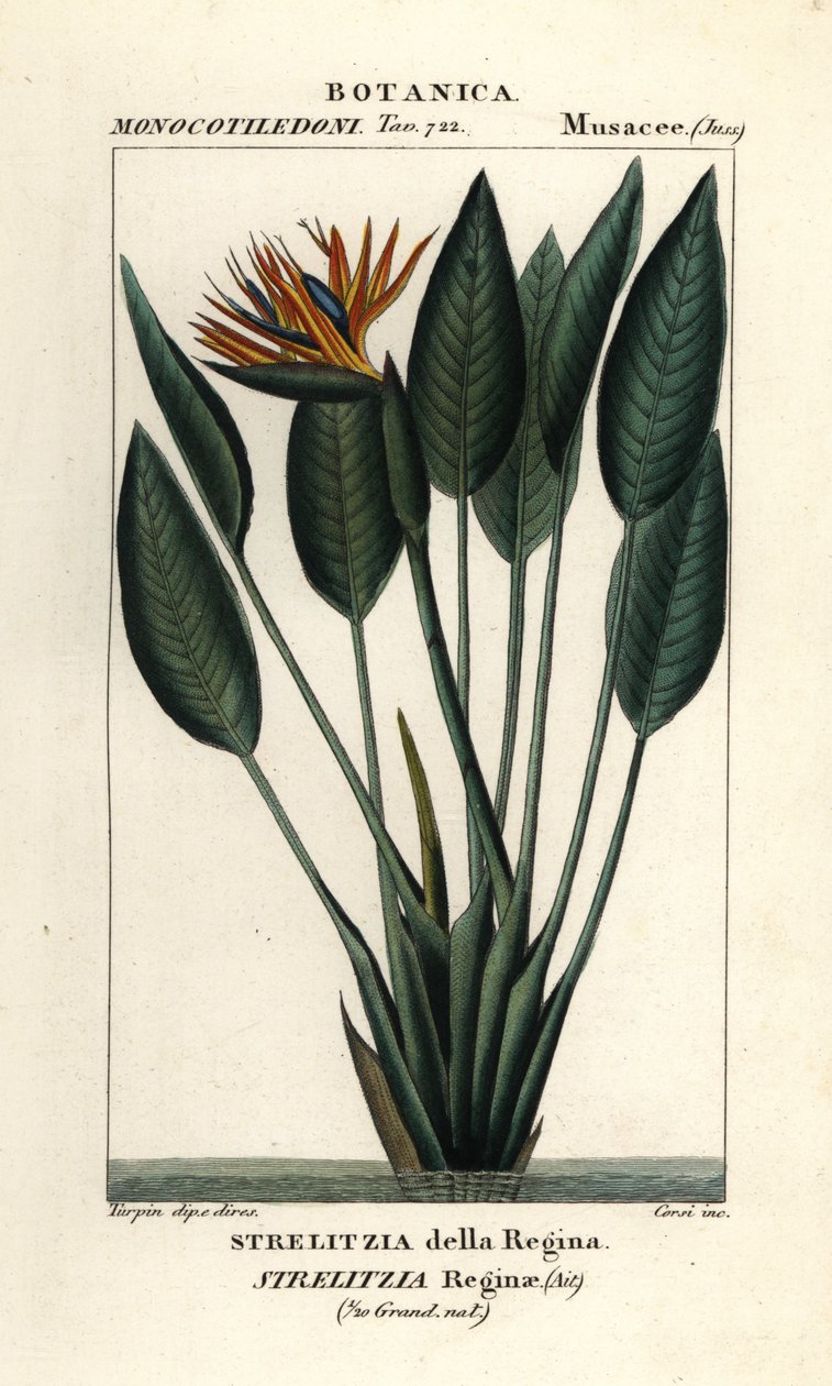 Ave do paraíso, Strelitzia reginae de Stanghi Stanghi