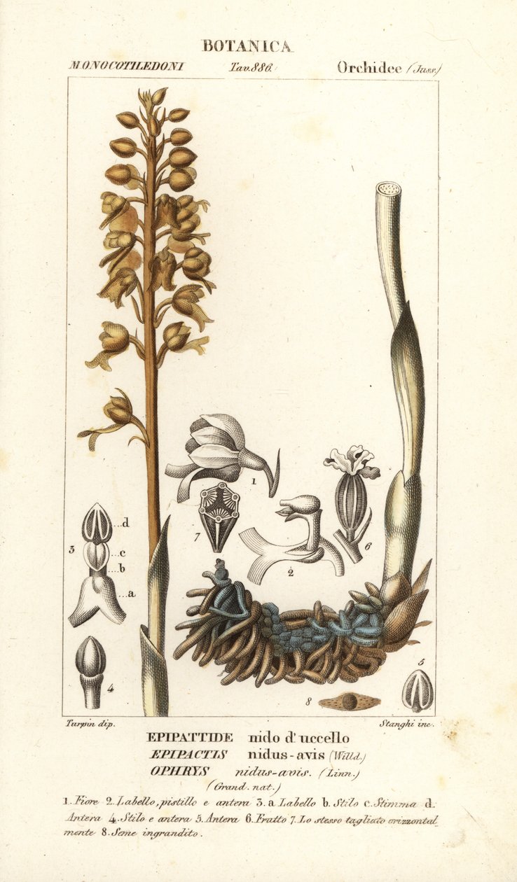 Orquídea ninho de pássaros, Neottia nidus-avis de Stanghi Stanghi