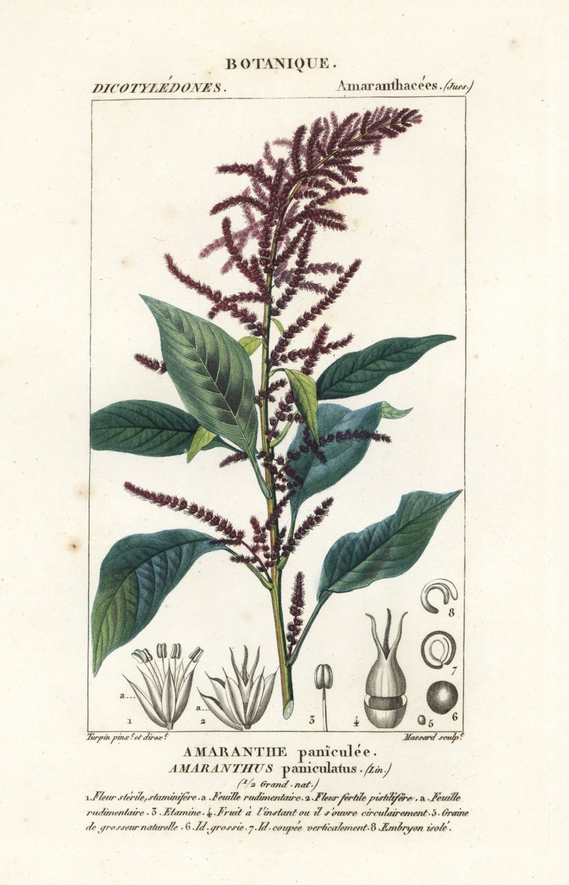 Amaranto sanguíneo, Amaranthus cruentus de Stanghi Stanghi