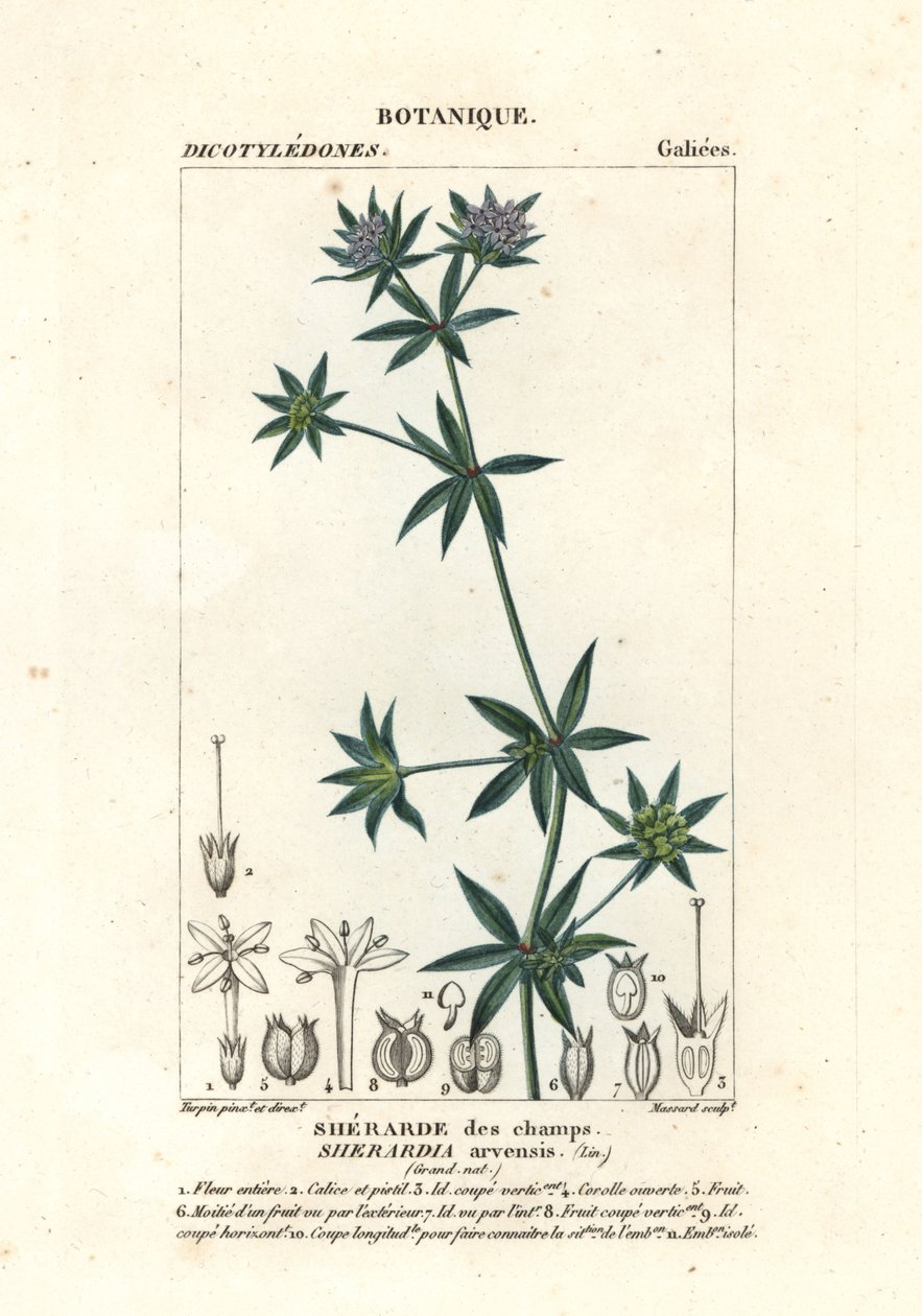 garça azul, Sherardia arvensis de Stanghi Stanghi