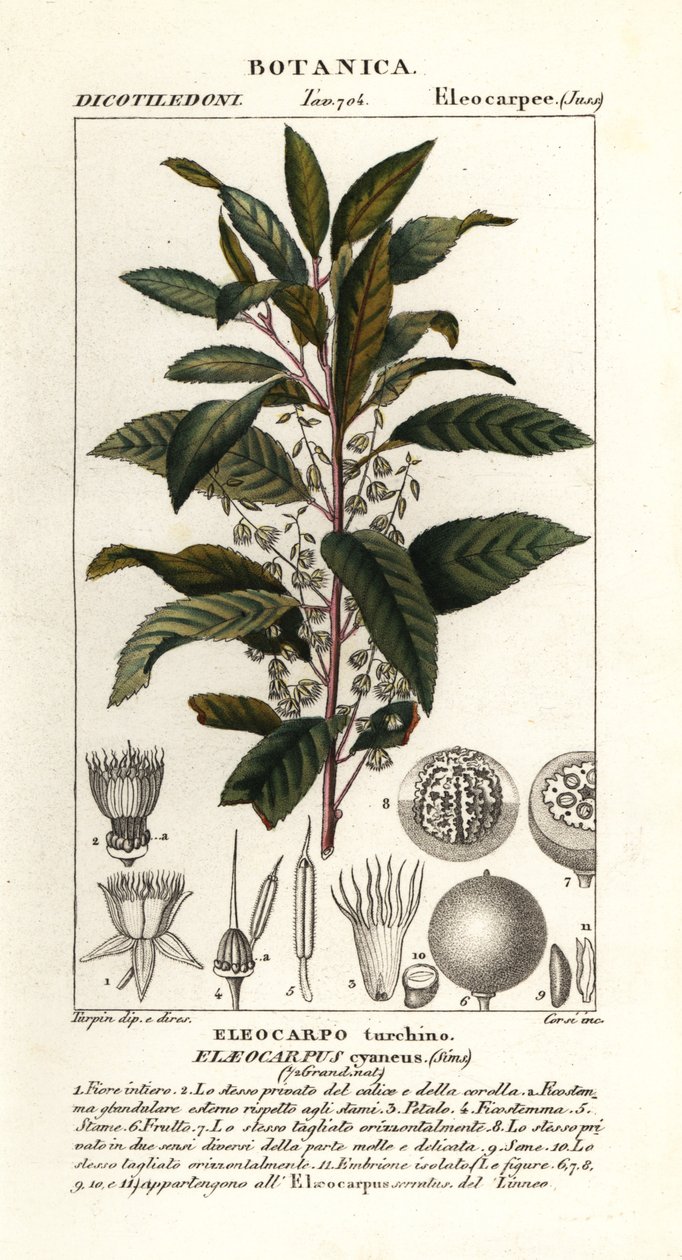 Cinza de mirtilo, Elaeocarpus cyaneus de Stanghi Stanghi