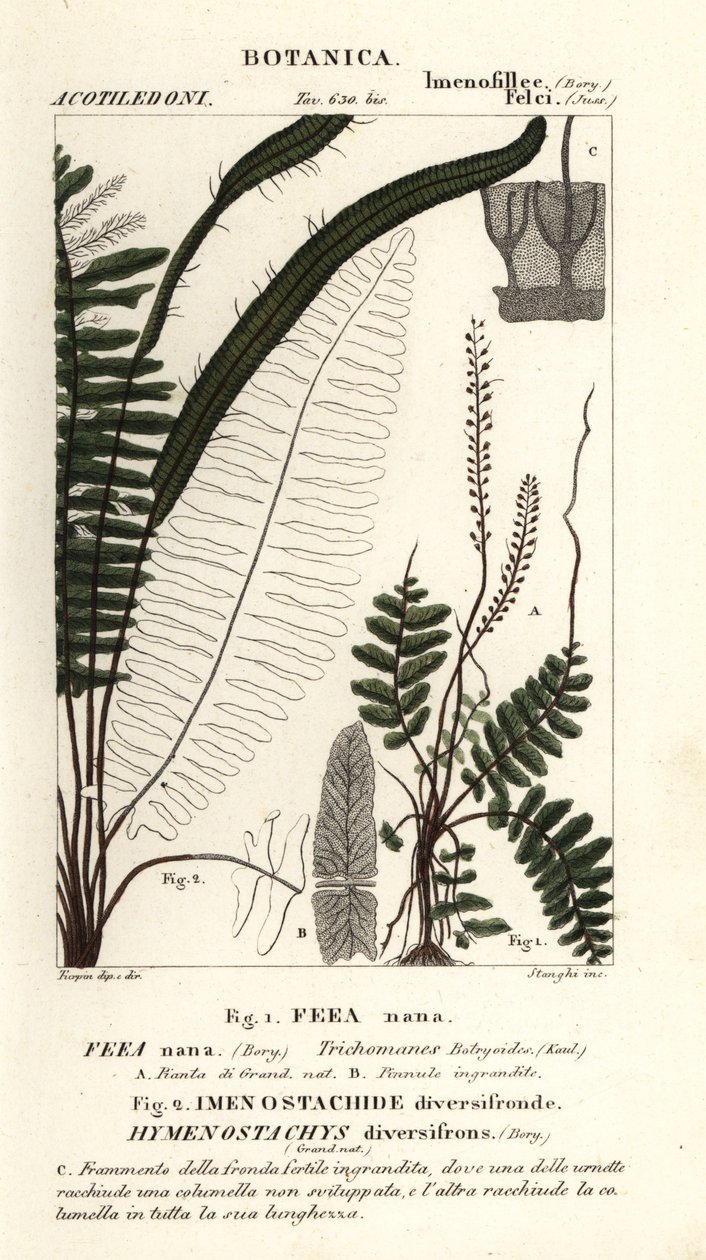 Feto de cerdas, Trichomanes botryoides de Stanghi Stanghi