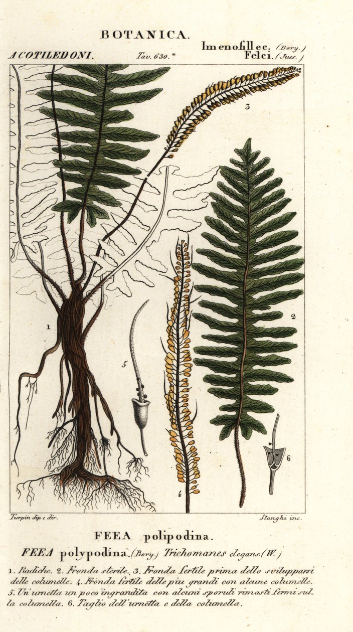 Feto de cerdas, Trichomanes elegans de Stanghi Stanghi