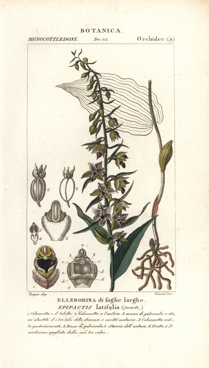 Orquídea helleborine de folhas largas, Epipactis helleborine de Stanghi Stanghi